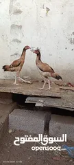  12 مجموعة طيور دجاج باكستاني ميوالي العدد 4  ودجاج دياكه الكوشن  العدد 2 وديك باكستاني ودجاجه باكستانيه