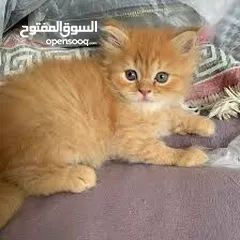  4 كيتن شيرازي