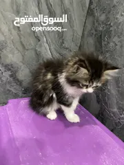  5 Siberian kitten/ cat