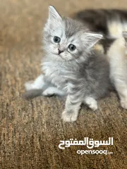  4 قطط شيرازيات