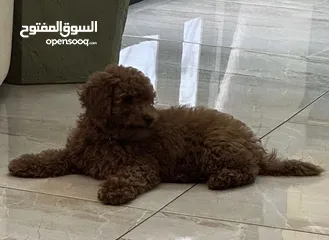  1 كلب بوديل للبيع