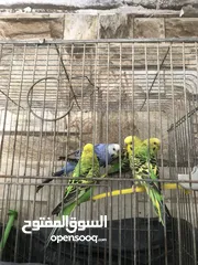  1 جوز حب وفحلين للبيع او بدل