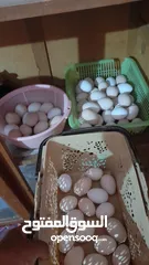  8 بيض مخصب دجاج  الاسترالوب  والبريس