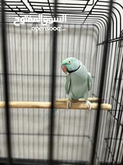  2 ببغاء  ذكر بالغ ازرق مع لون خفيف اخضر في الجناح