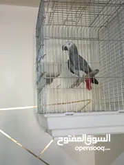  2 كاسكو دبل جامبو