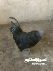  8 ديوك لمبرجيني و صيصان صحة و نظافة  بلدي للبيع