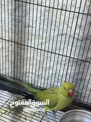  4 كوكتيل + درة