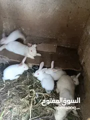  8 ارانب البيع ذكر و اناثي2 في معهم 3مفطومين 6على وجه افطام ومخلفات جديد البيع  كوم كامل سعاره حلوووه
