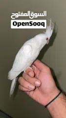  2 للبيع كوكتيل البينو عيون حمرة