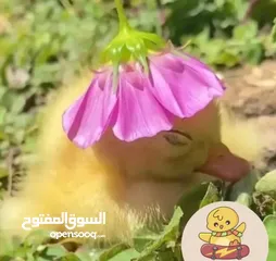  3 كتاكيت بط (( متجر الكتكوت الصغير ))