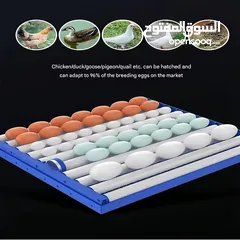  11 فقاسات اوسكار الايطاليه