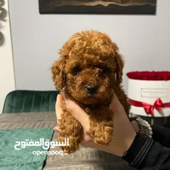  3 Toy Poodle