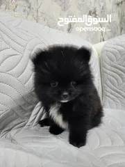  3 Mini Pomeranian Male puppy