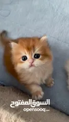  1 مطلوب قطه سكوتش مثل يلي بالصوره