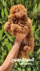  1 Toy Poodle// توي بودل