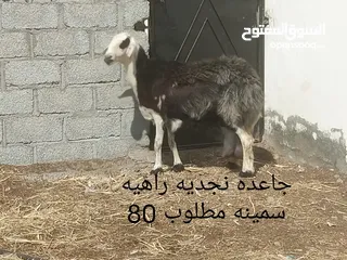  5 البيع غنم وجعد