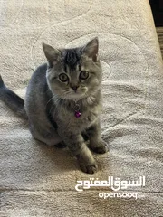  13 قطة سكوتش ستريت بعمر 9 شهور طالبه تزاوج للبيع