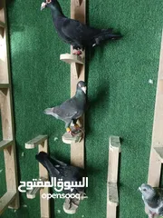  13 حمام مشكل بسعر حرق