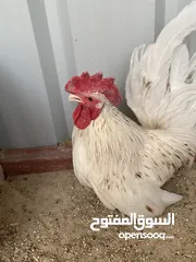  1 للبيع دجاج