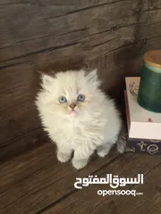  7 كتن هملايا عمر 45 يوم للبيع بسعر مغري