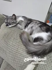  5 قطة  مكس للتبني Cat For adoption