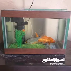  3 أسماك مميزة للبيع
