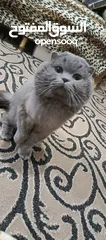  7 ذكر بريتش بلو للتزاوج