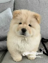  5 chow chow Puppies for sell