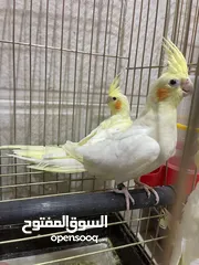  3 كوكتيل حبات صحة و نظافة