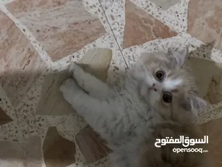  3 قط مكس شانشيلا وشيرازي للببع