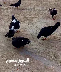  9 طيور حمام كش