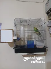  1 جوز طيور حب للبيع
