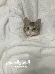  6 قطط للتبني