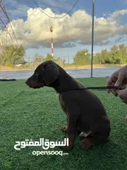  1 Doberman Puppy available 40 days 3 male 3 female