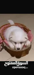  8 Samoyed male and +ذكر مالتيز بيور