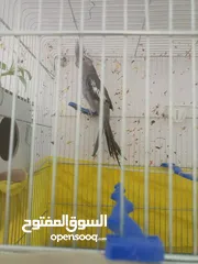 6 جوز كوكتيل شغالات  اقرا الوصف