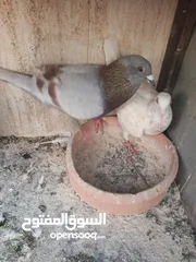  23 حمام مشكل زوجل مكتيف بلجكه جوز حمام انواع