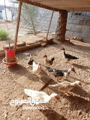  4 للبيع بط مصري