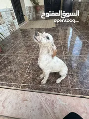  5 جراء صيد للبيع..سيتر