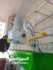  17 ببغاء كوكتيل ذكر وانثى مع قفص
