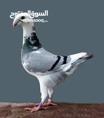  4 حمام خوارج