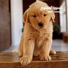  12 جولدن ريتريفر بريطاني آصلي  Golden retriever pure اعلى مستوى في الشرق الاوسط