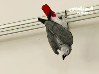  4 AFRICAN GREY PARROT