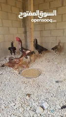  10 دجاج بكستاني