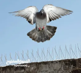  1 طارد الحمام من على أسقف المباني