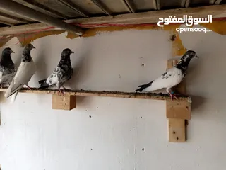  3 حمام باكستاني