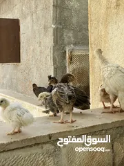  22 كوم صيصان 11 واحد للبيع بسعر حرق بداعي التنضيف والدراسة