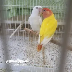  1 love bird pair