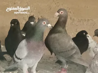  9 انواع حمام مشكلة للبيع