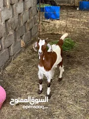  11 غنم عمانيات و وحده باكستانيه للبيع